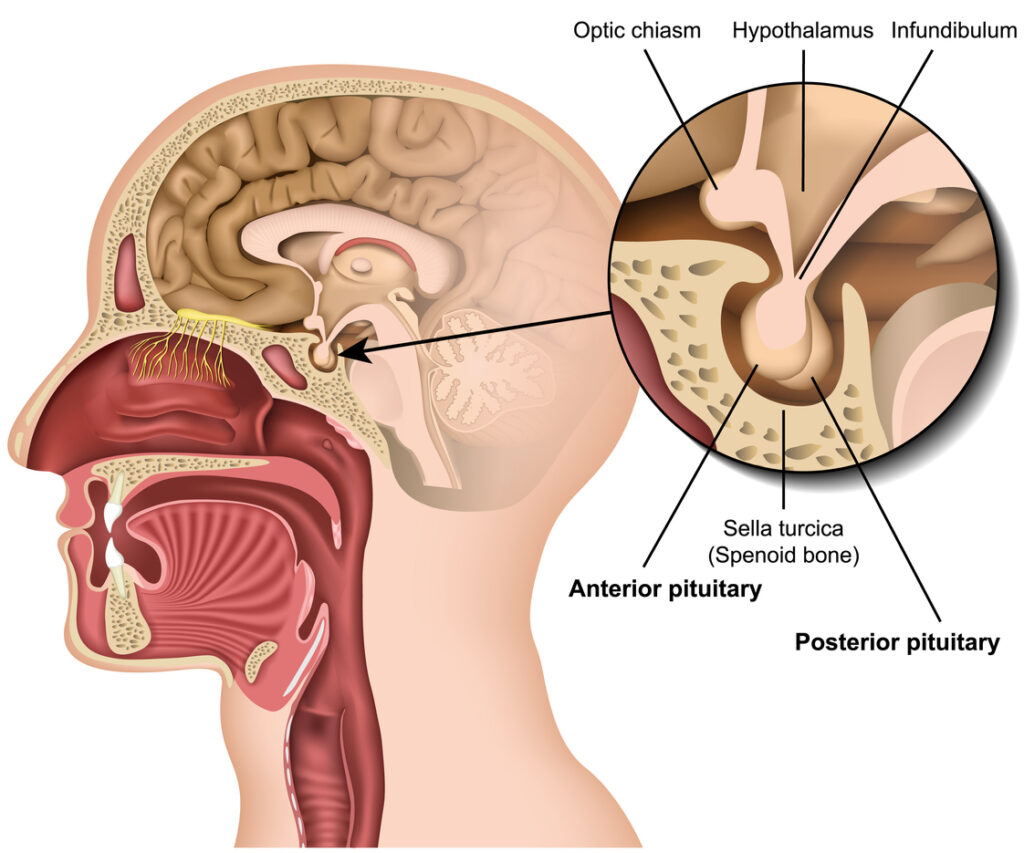 Pituitary gland anatomy 3d medical vector illustration isolated on white background hypothalamus in human brain eps 10 infographic